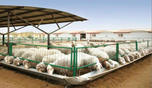 养殖场沼气发电 养殖场沼气发电